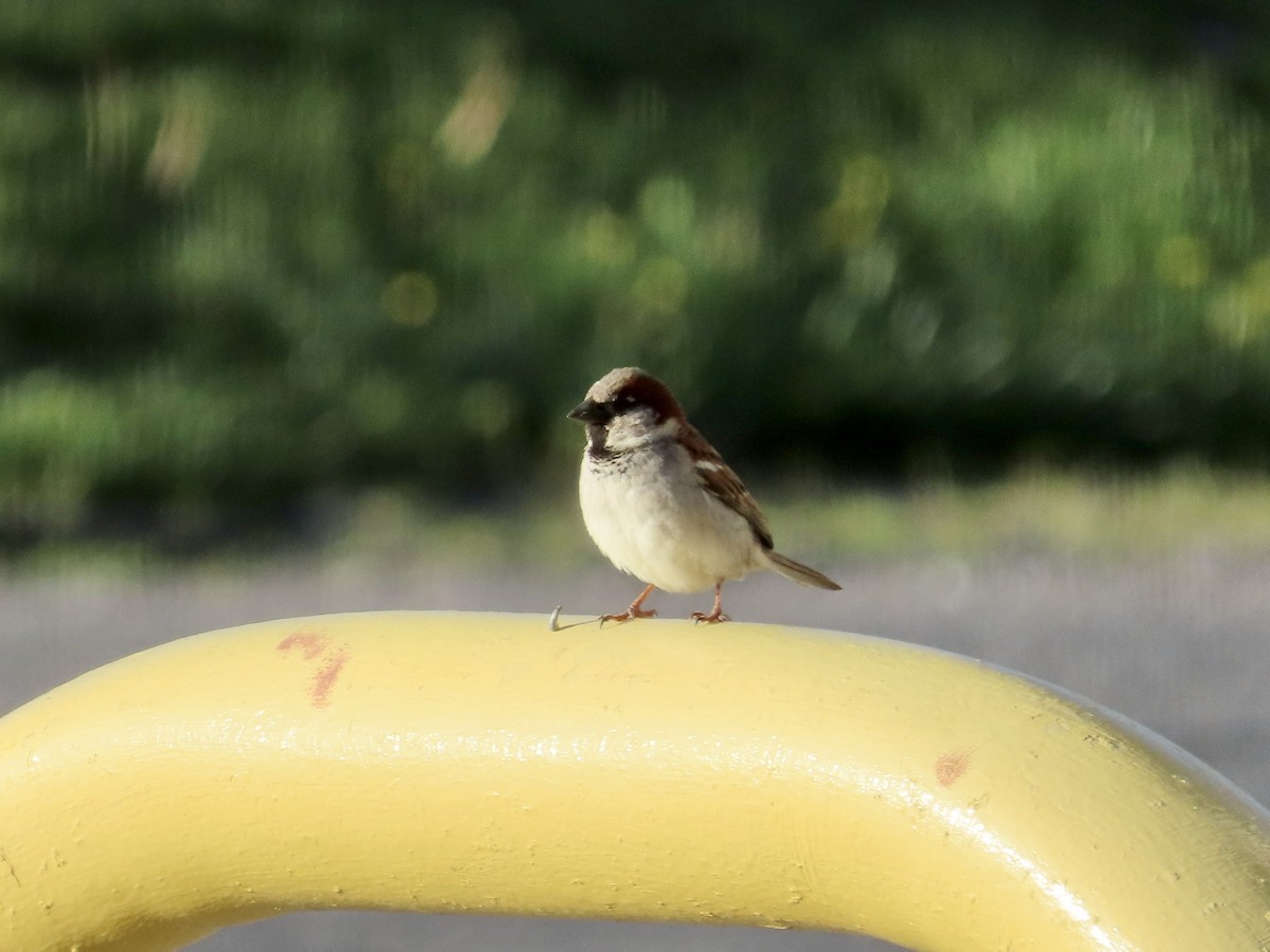 House Sparrow - ML620322091