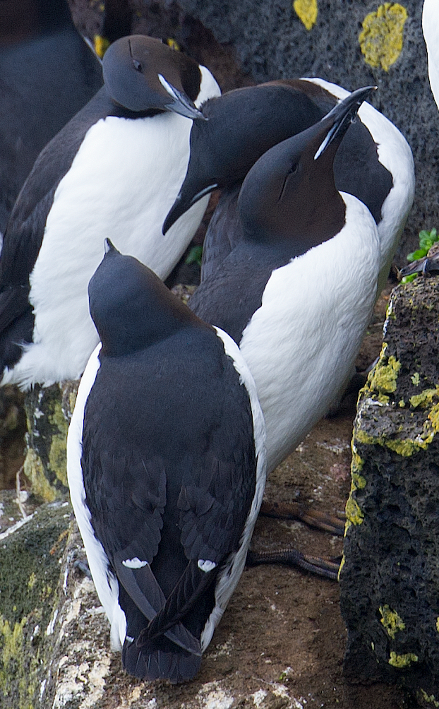 Thick-billed Murre - ML620322095