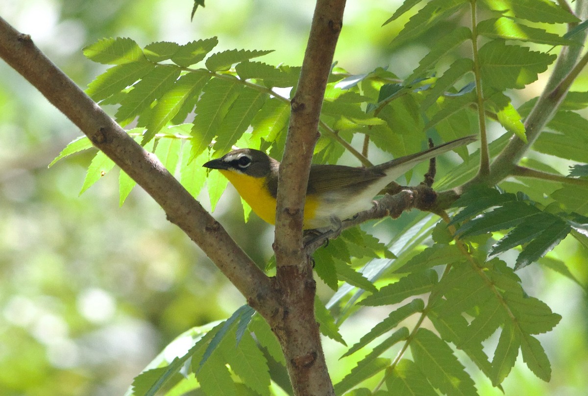 Yellow-breasted Chat - ML620322100