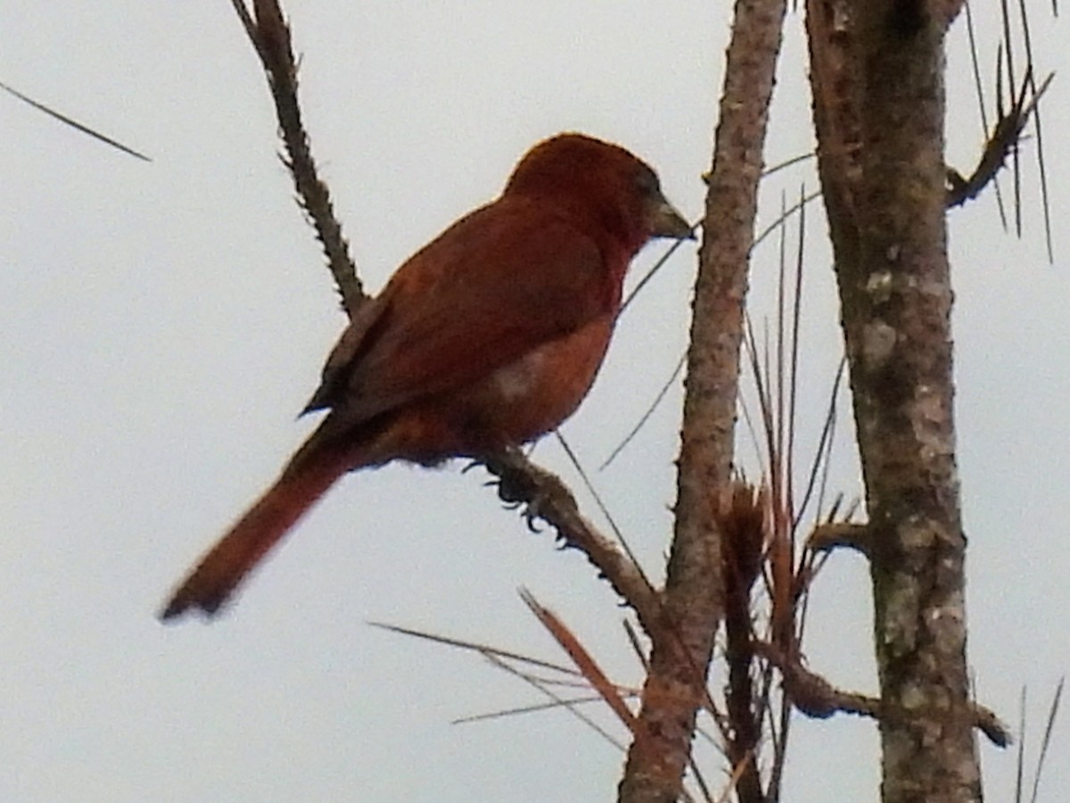 Hepatic Tanager - ML620322101