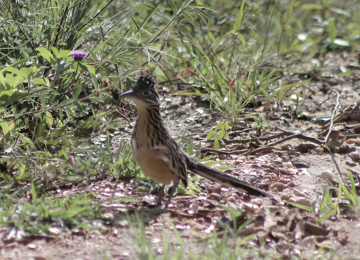 Lesser Roadrunner - ML620322106