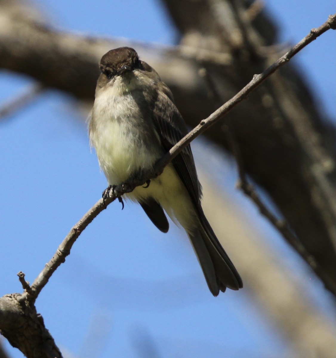 Eastern Phoebe - ML620322114