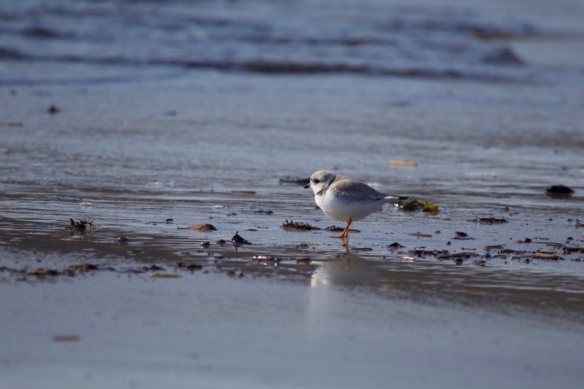 Piping Plover - ML620322133