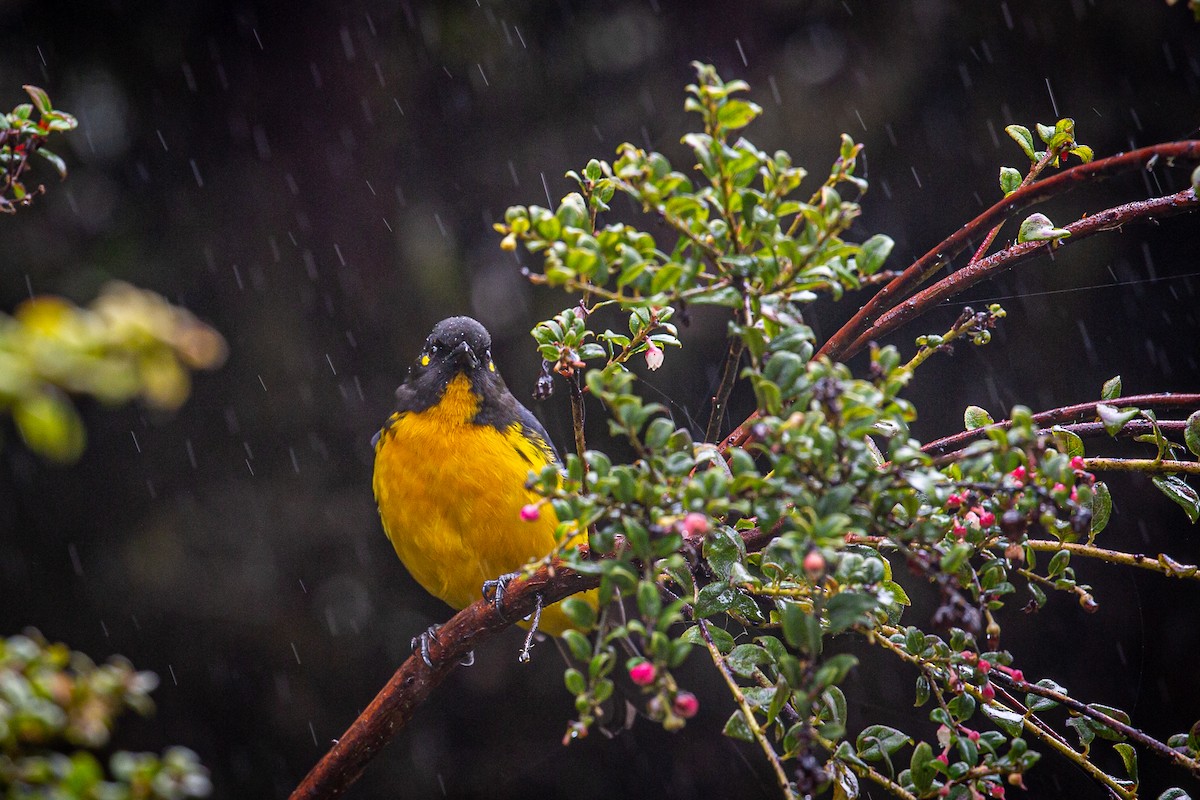 Lacrimose Mountain Tanager - ML620322146