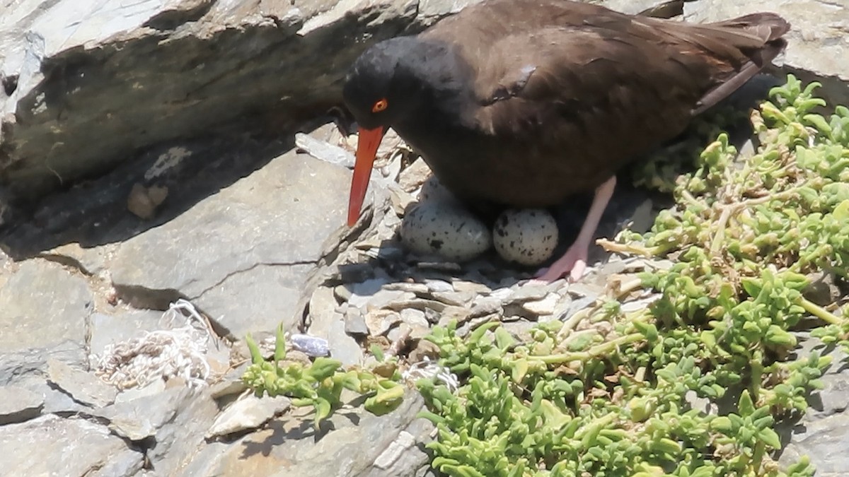 Black Oystercatcher - ML620322156