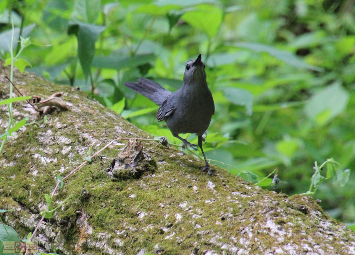 Gray Catbird - ML620322158