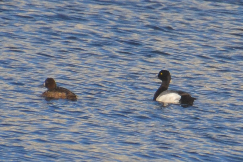 Lesser Scaup - ML620322163