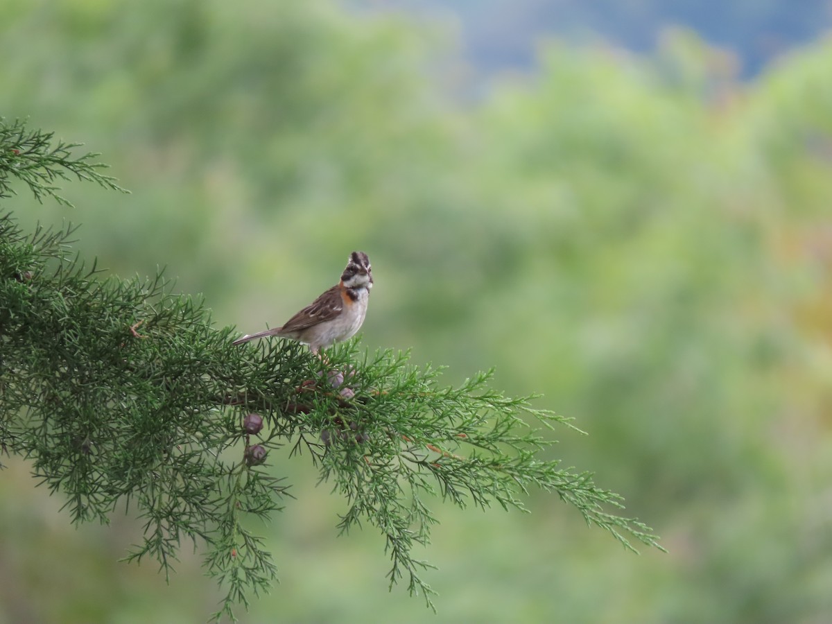 Rufous-collared Sparrow - ML620322175