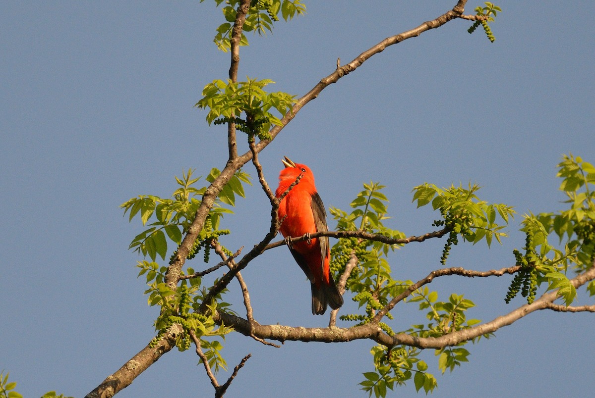 Scarlet Tanager - ML620322193