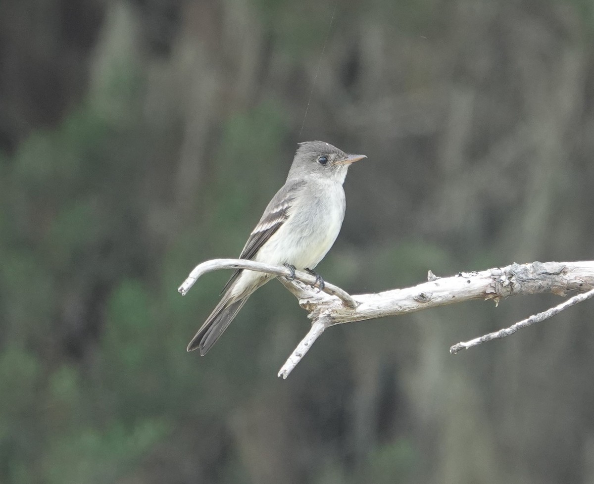 Eastern Wood-Pewee - ML620322196