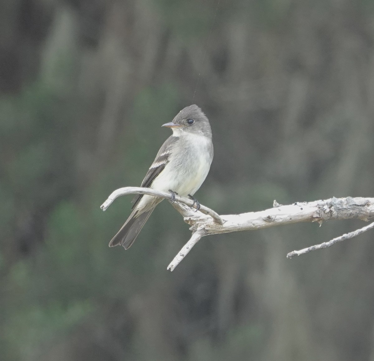 Eastern Wood-Pewee - ML620322202