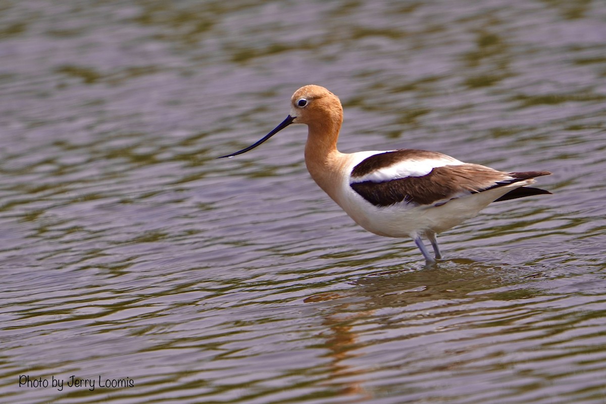 American Avocet - ML620322205