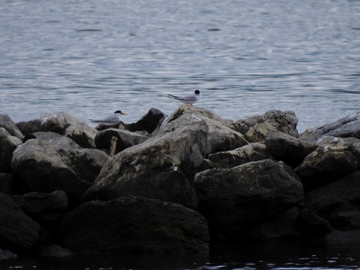 Least Tern - ML620322222