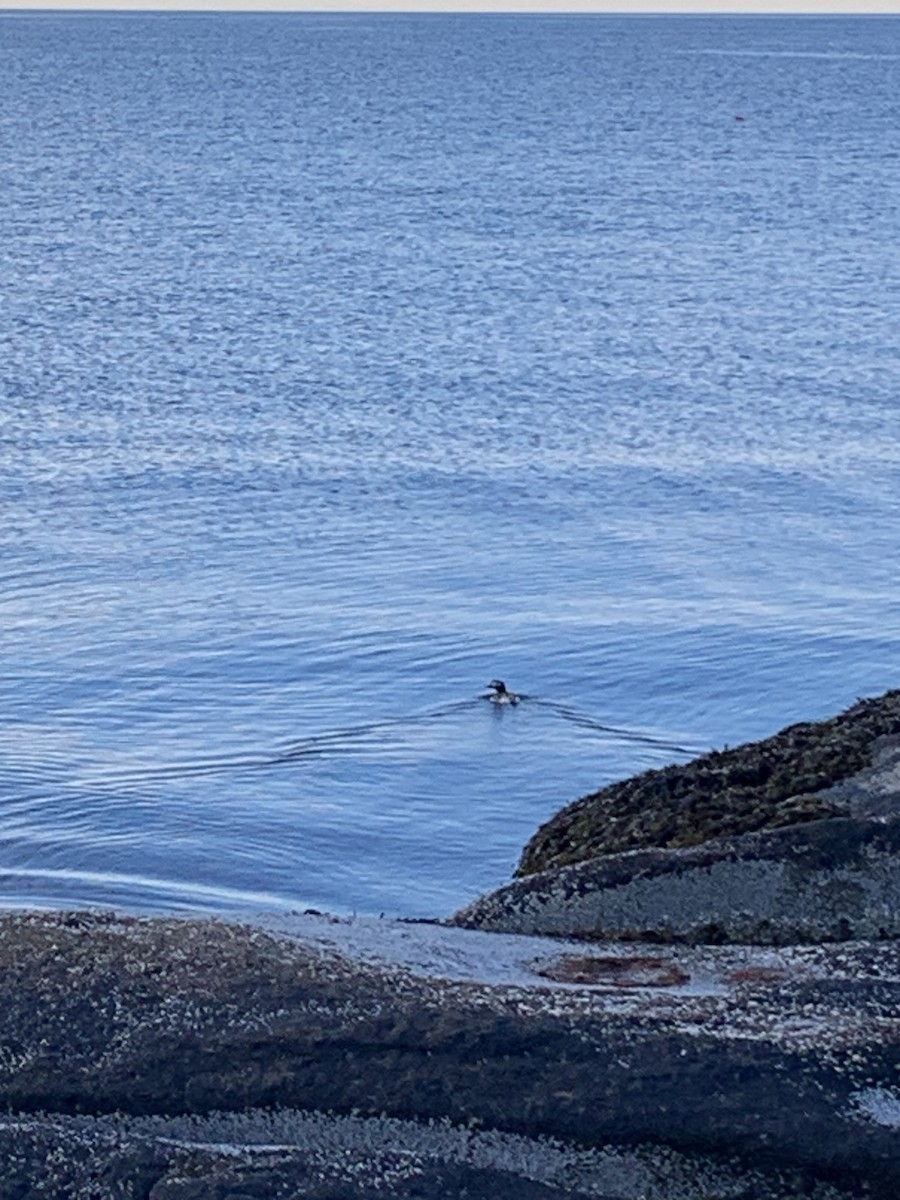 Long-tailed Duck - ML620322223