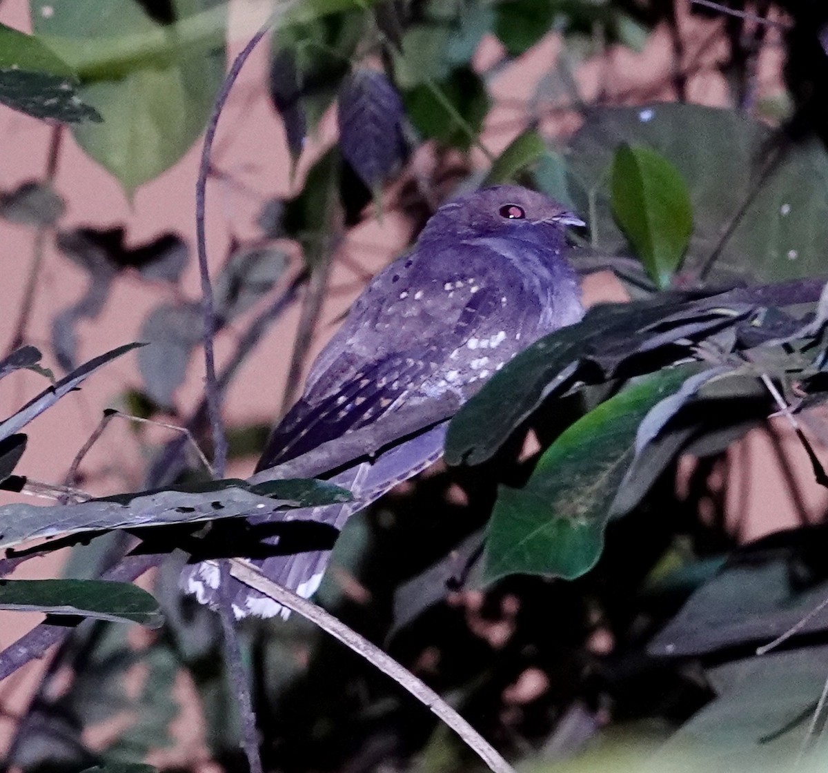 Ocellated Poorwill - ML620322224