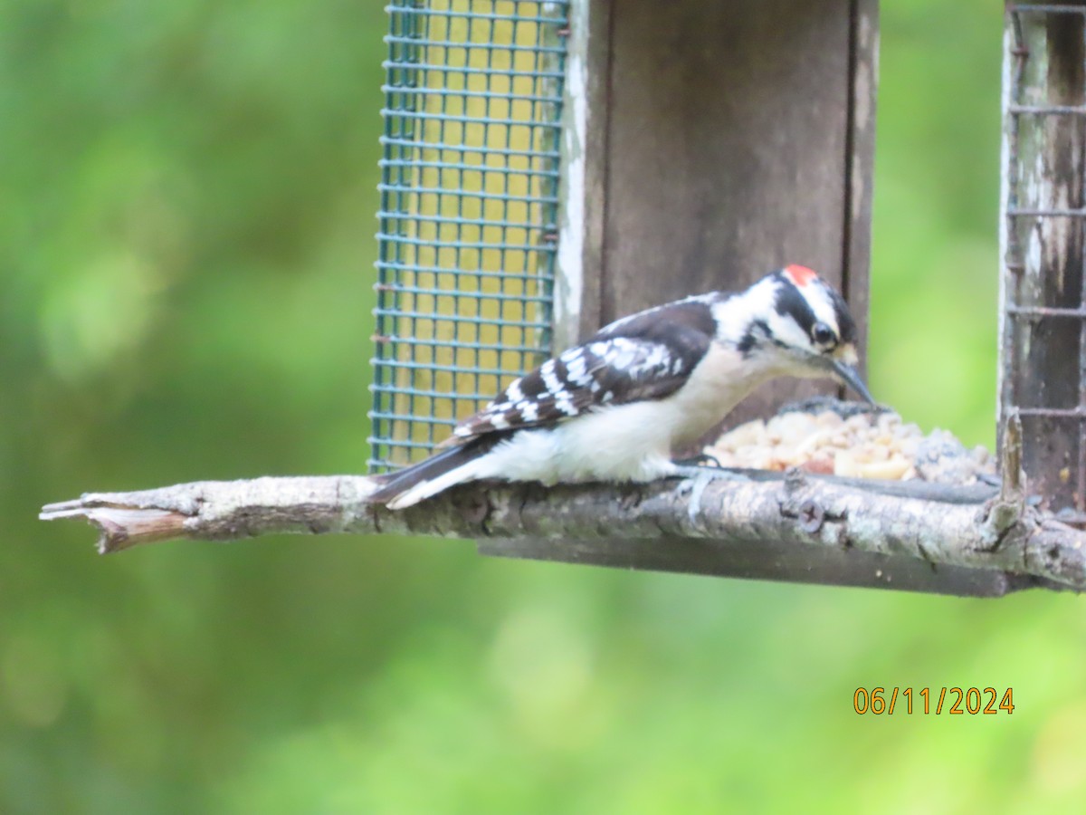 Downy Woodpecker - ML620322225