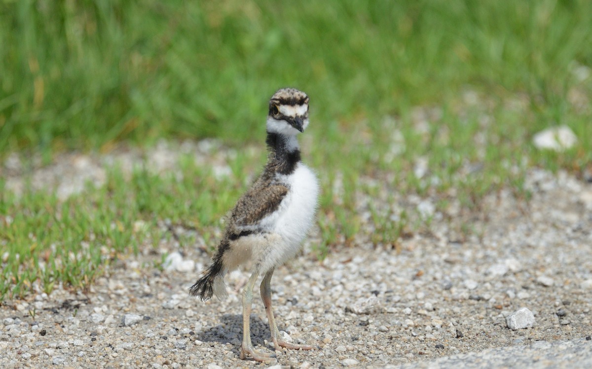 Killdeer - ML620322228