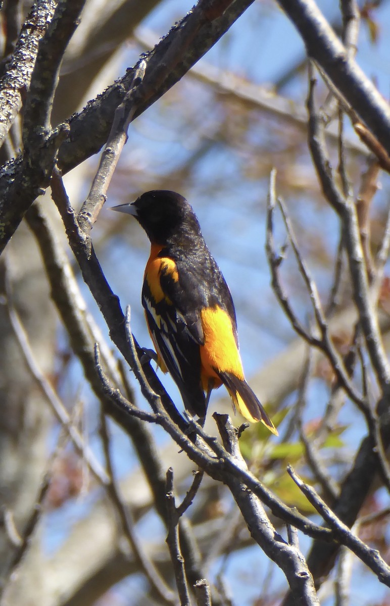 Baltimore Oriole - ML620322243