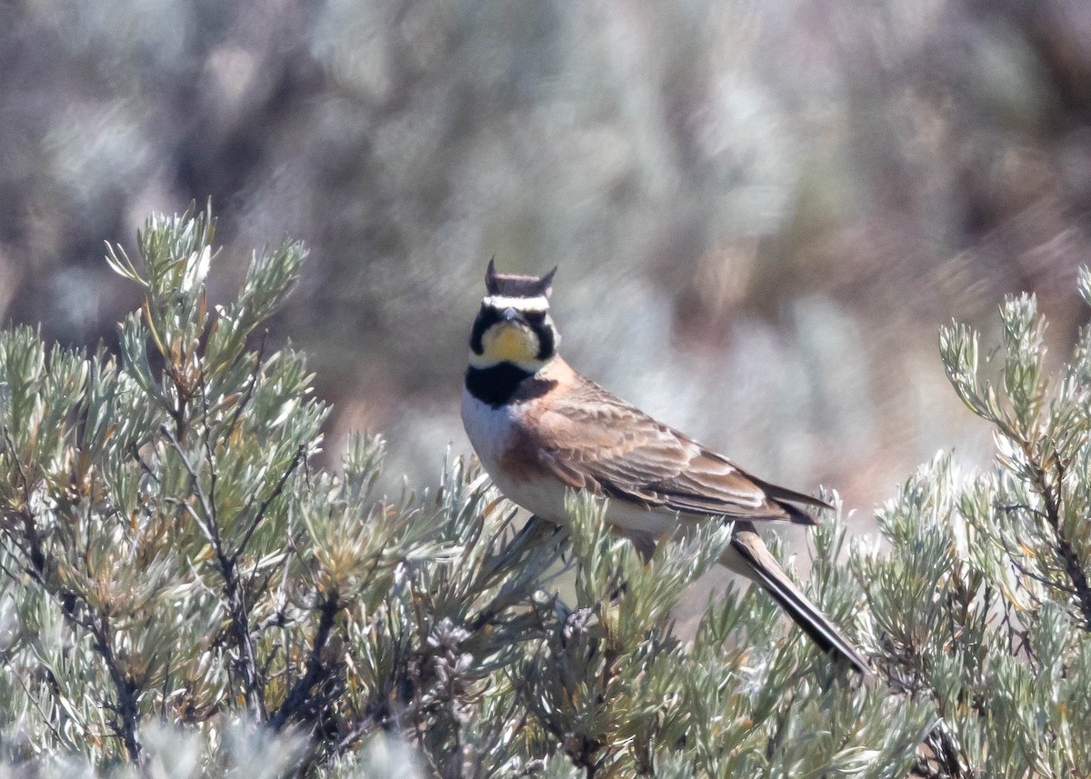 Horned Lark - ML620322246