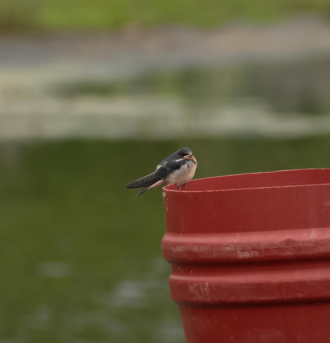 Barn Swallow - ML620322250