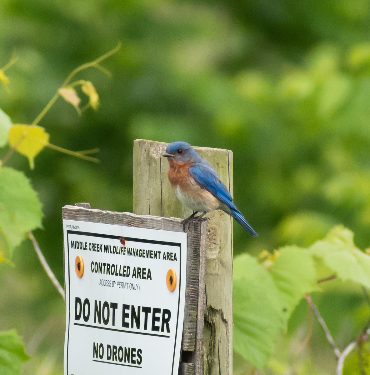 Eastern Bluebird - ML620322265