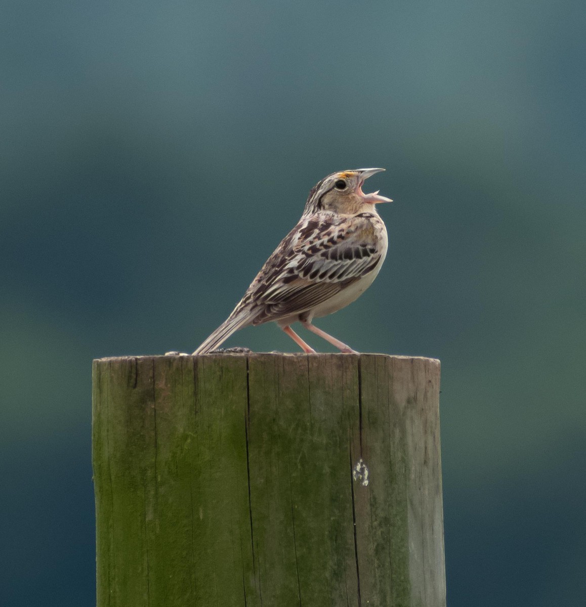 Grasshopper Sparrow - ML620322271