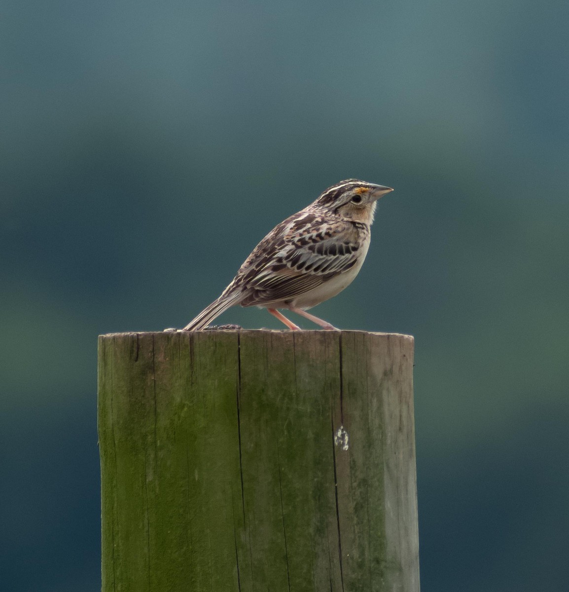 Grasshopper Sparrow - Randall Nett