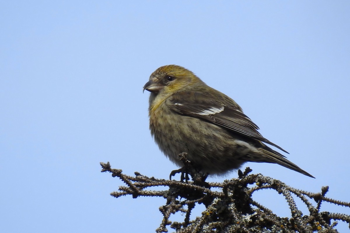 White-winged Crossbill - ML620322274