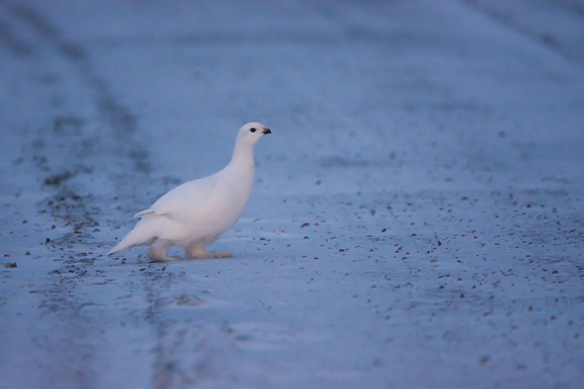 Willow Ptarmigan - ML620322280