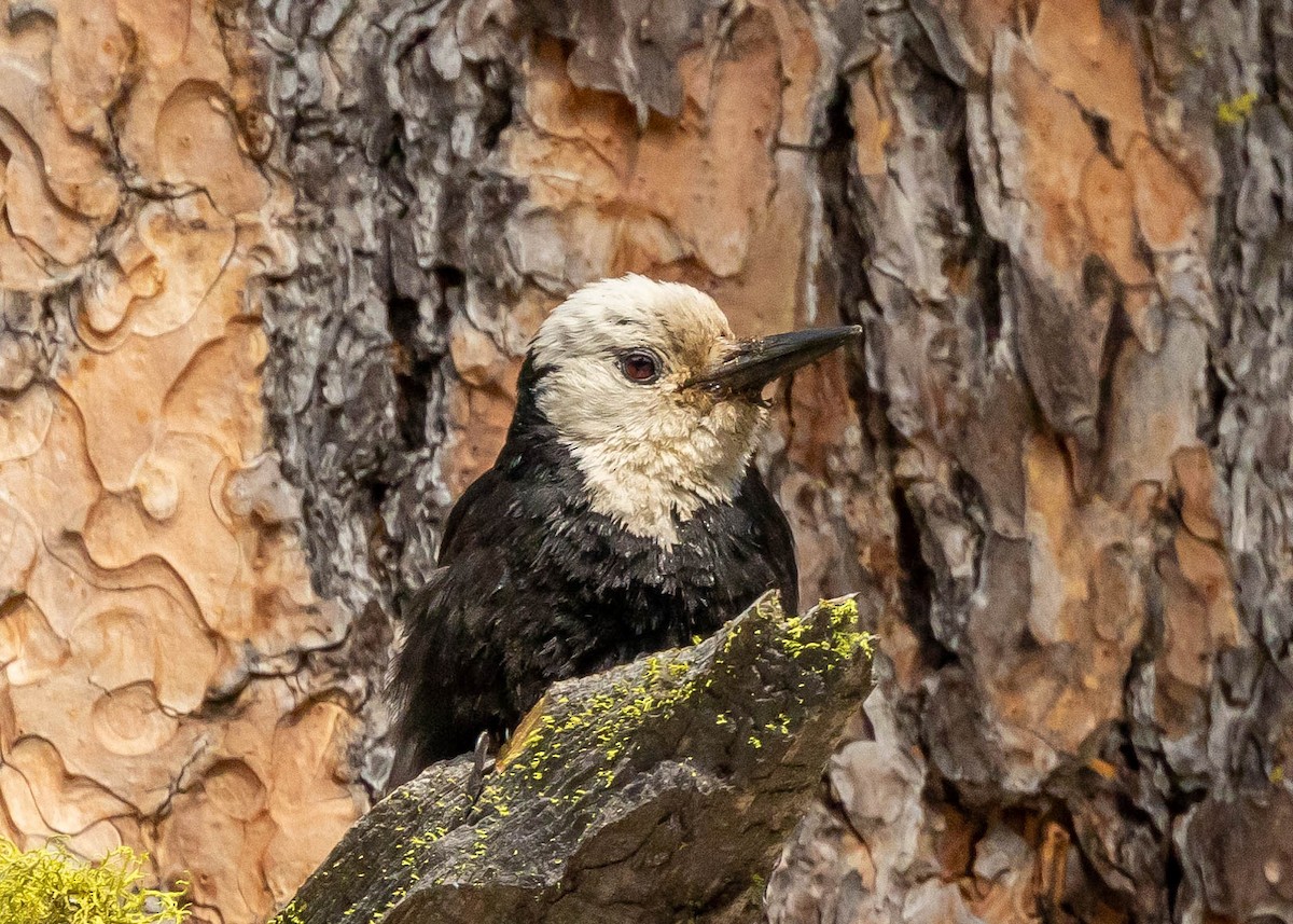 White-headed Woodpecker - ML620322292