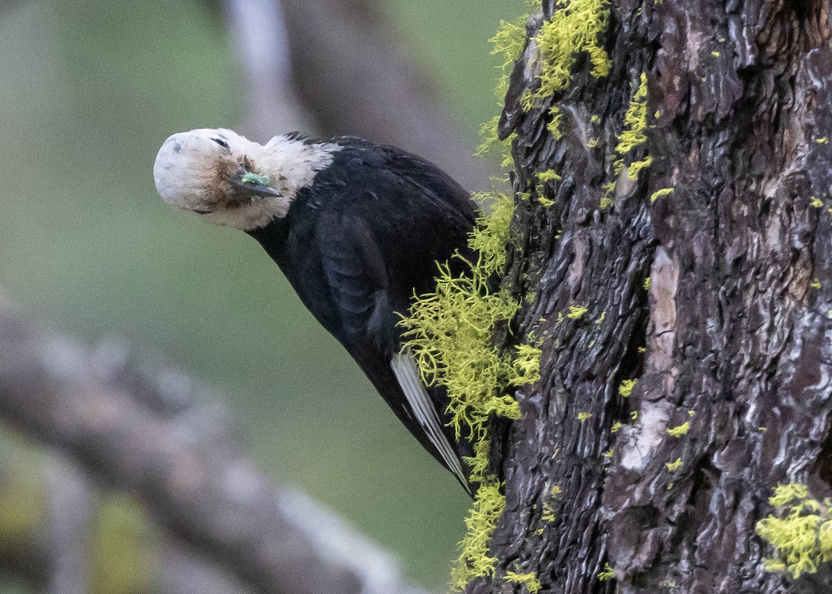 White-headed Woodpecker - ML620322293