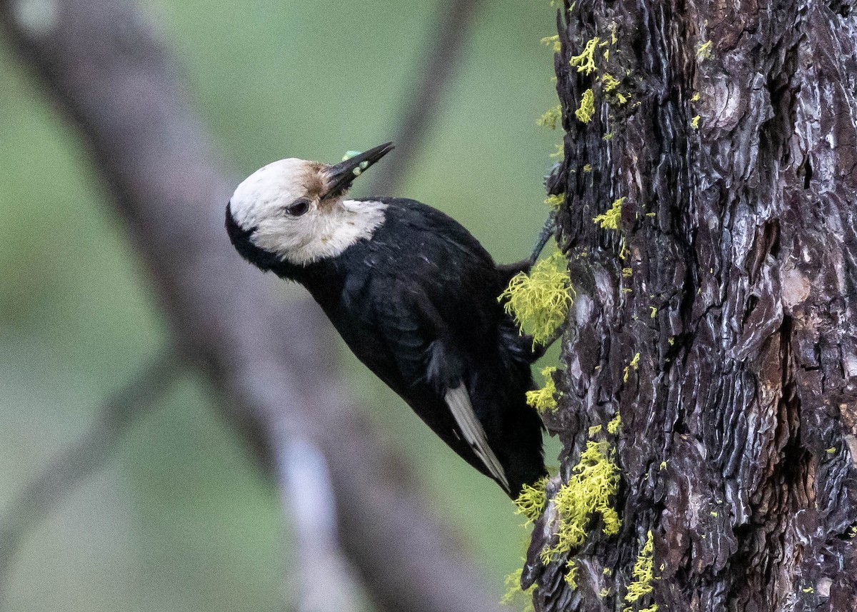 White-headed Woodpecker - Ian Burgess