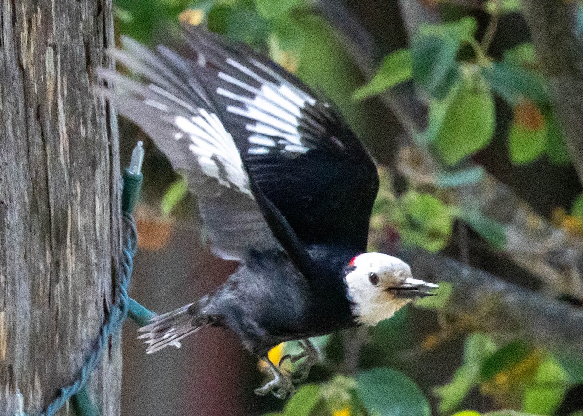 White-headed Woodpecker - ML620322295