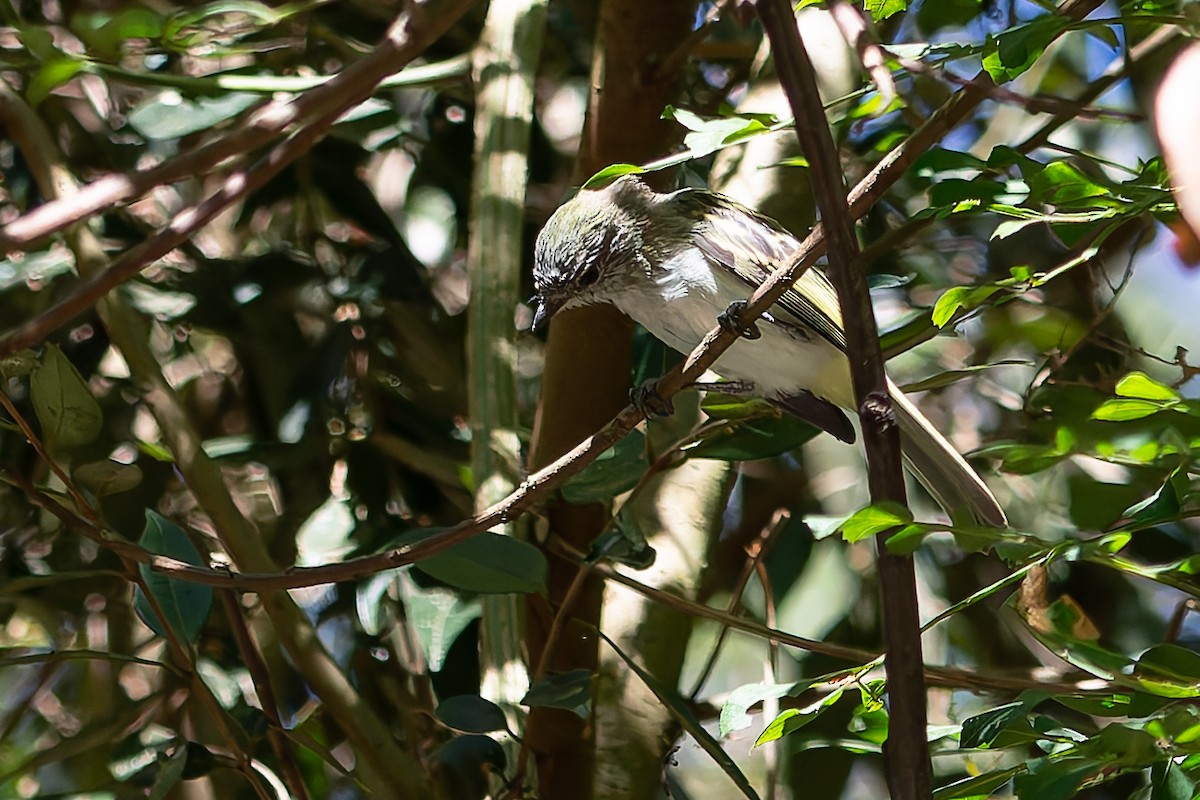 Gray-headed Elaenia - ML620322299