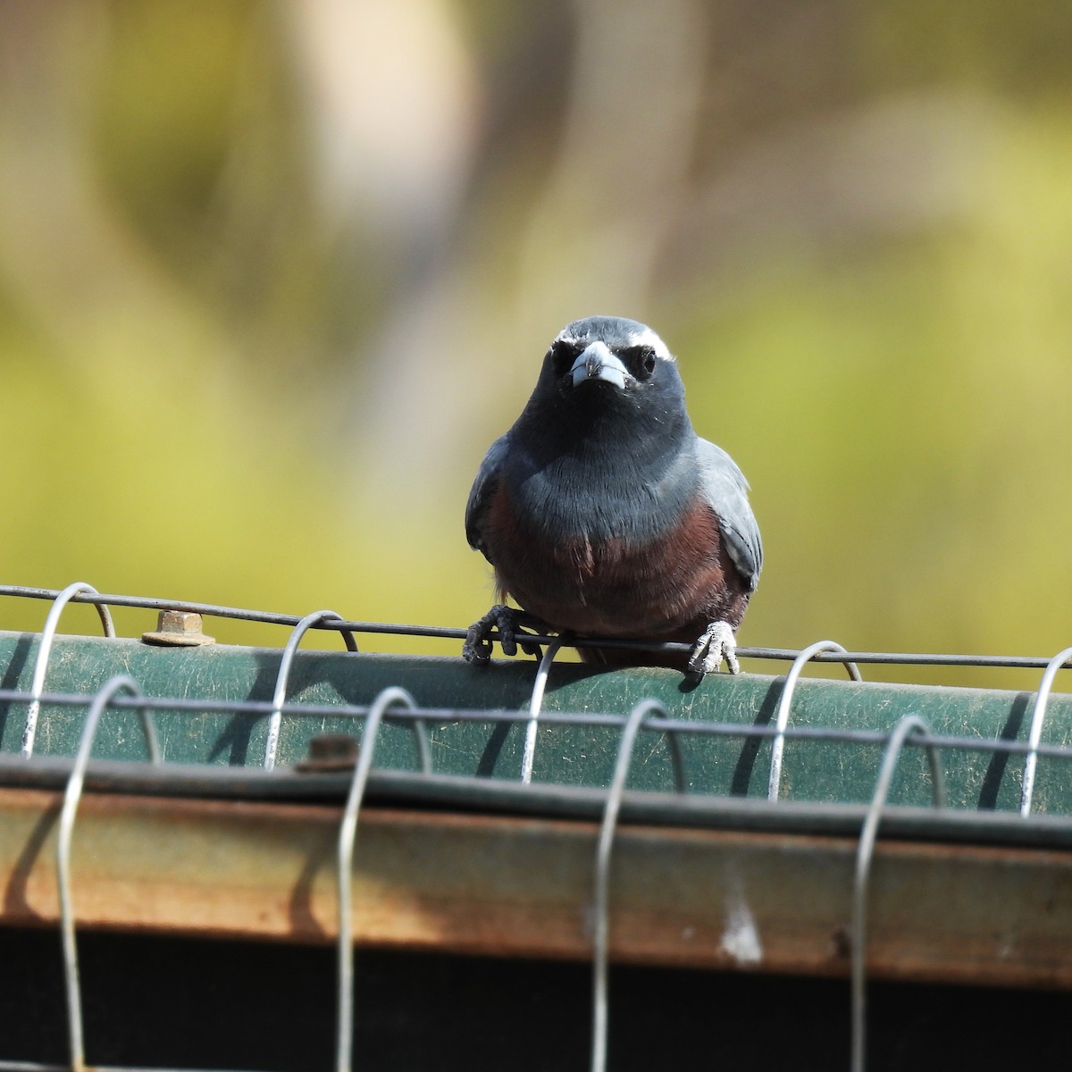 White-browed Woodswallow - David Eddington