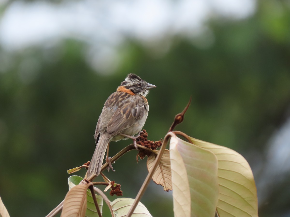 Rufous-collared Sparrow - ML620322306