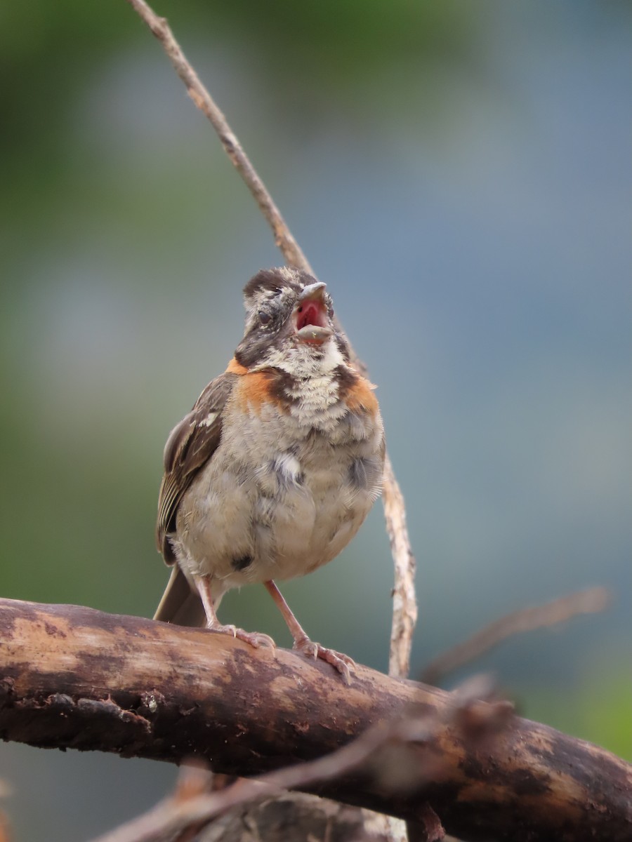 Rufous-collared Sparrow - ML620322307