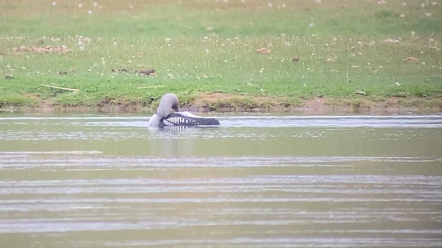 Arctic Loon - ML620322320