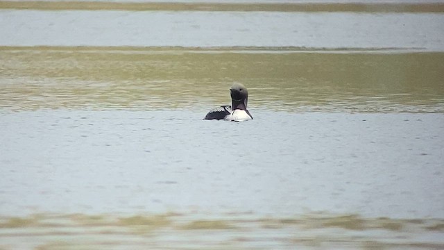 Arctic Loon - ML620322321