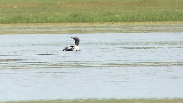 Arctic Loon - ML620322323