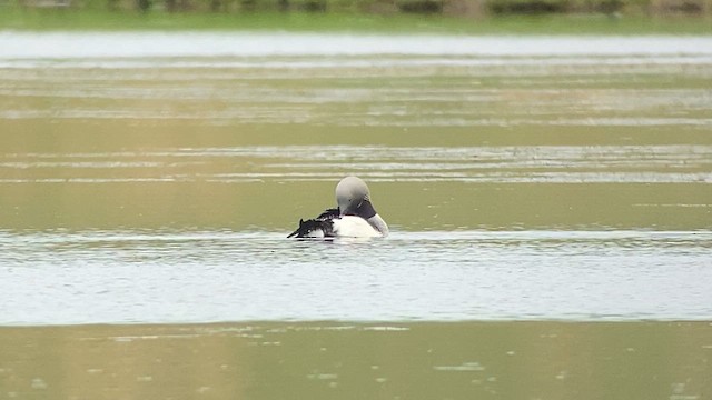 Arctic Loon - ML620322327