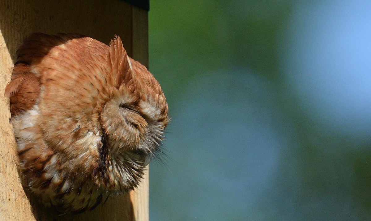 Eastern Screech-Owl - ML620322329