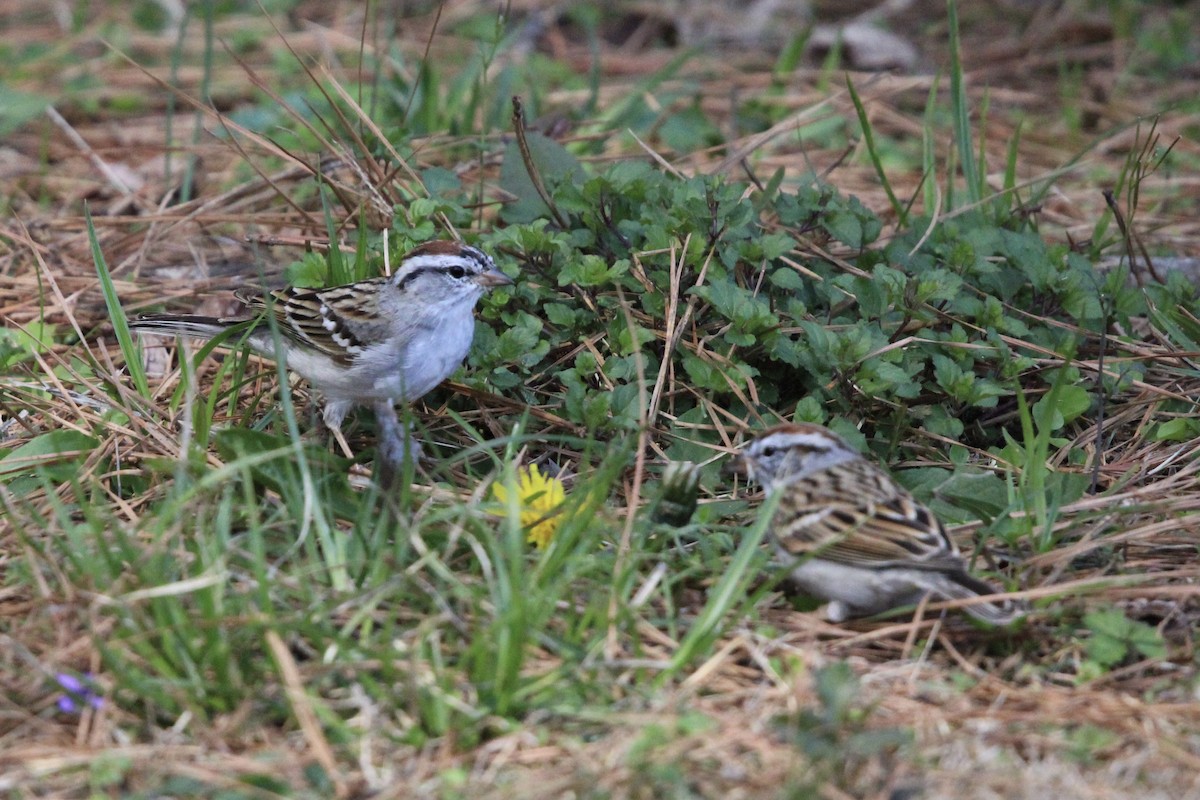 Chipping Sparrow - ML620322332