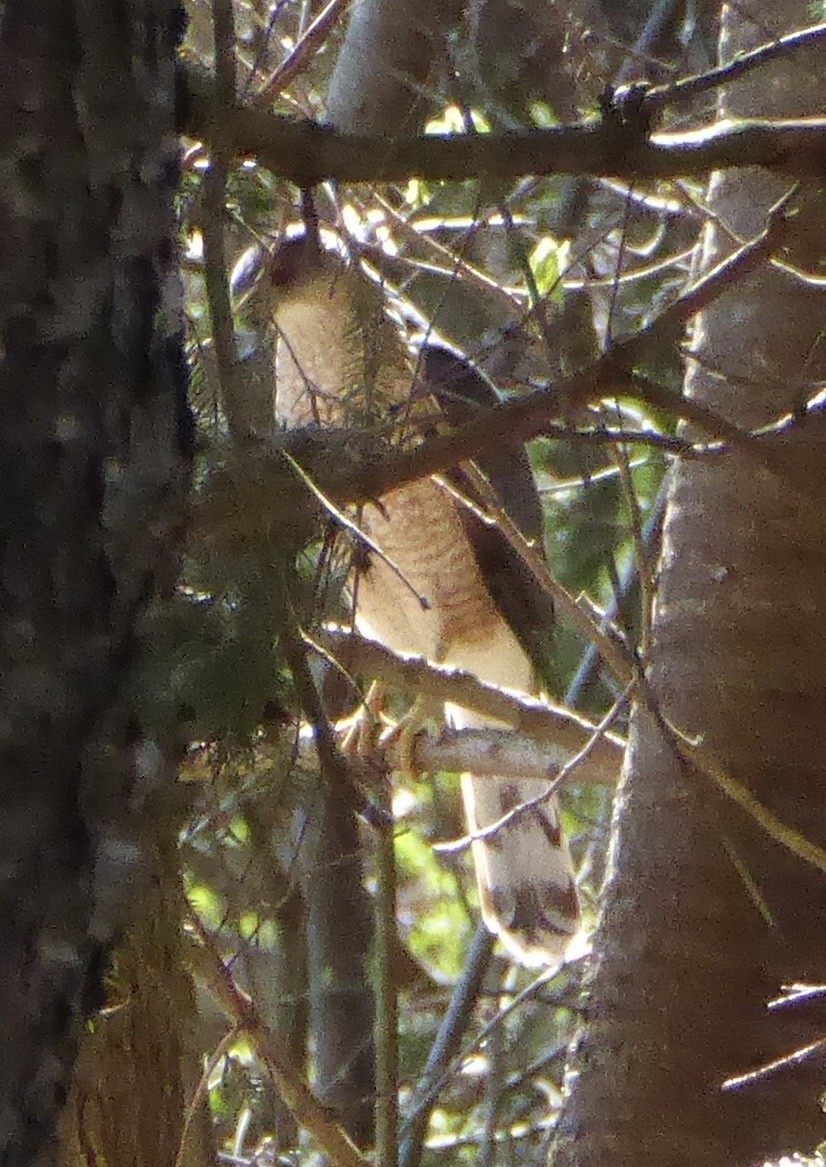 Cooper's Hawk - ML620322333