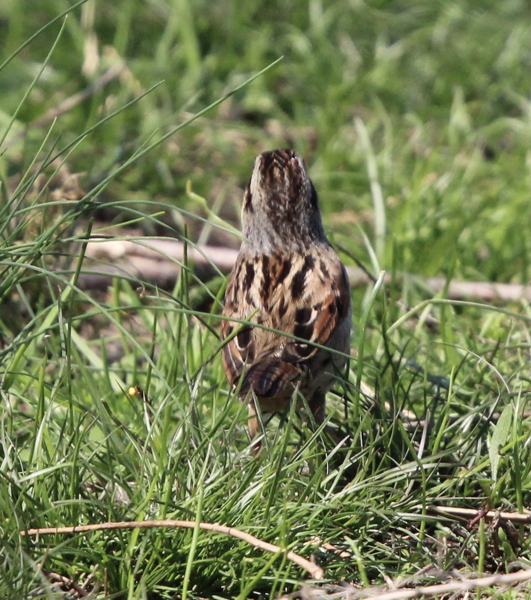 Swamp Sparrow - ML620322336