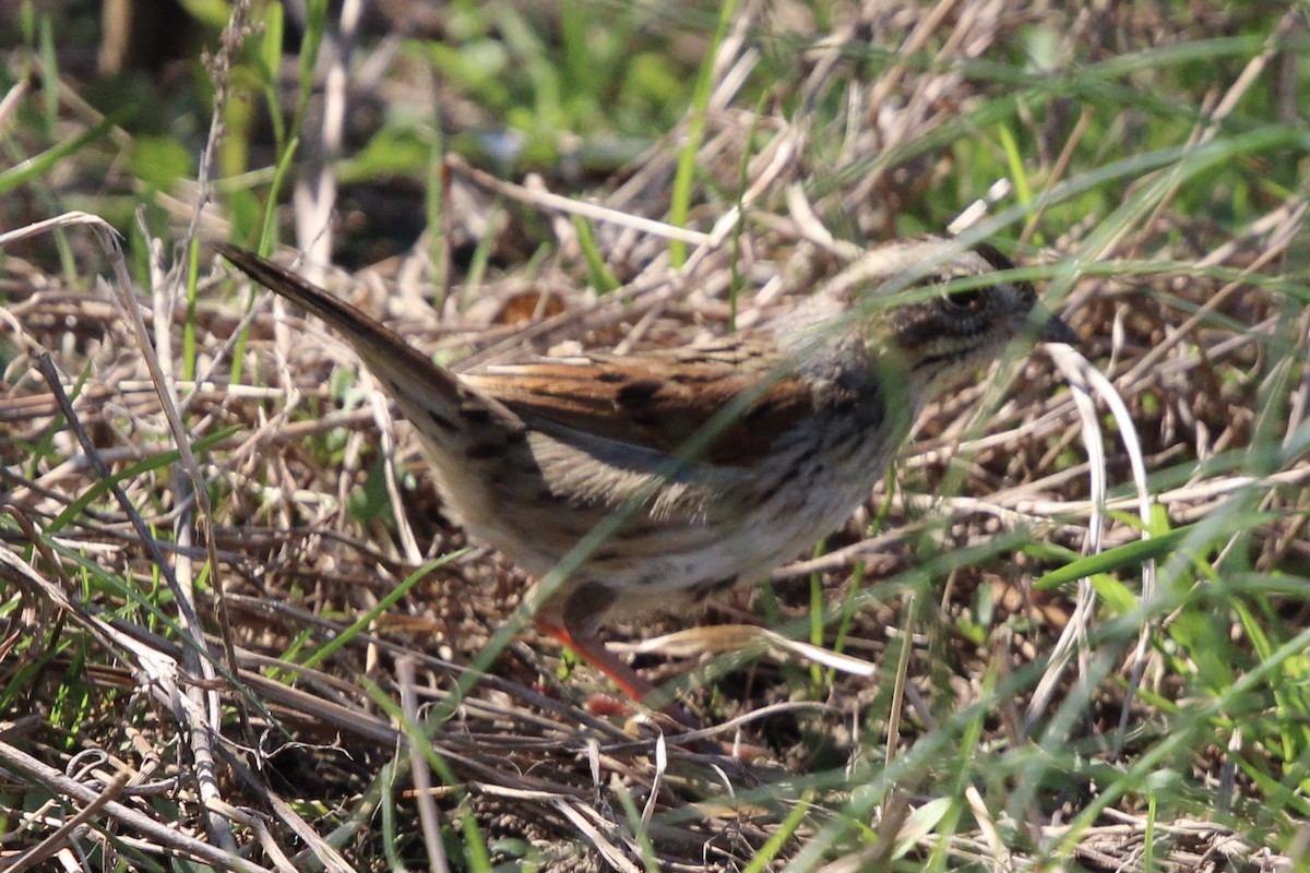 Swamp Sparrow - ML620322337