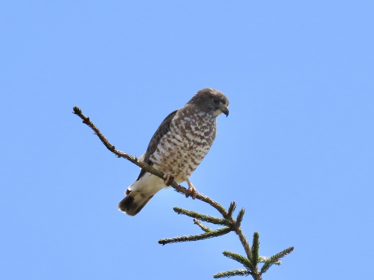 Broad-winged Hawk - ML620322340