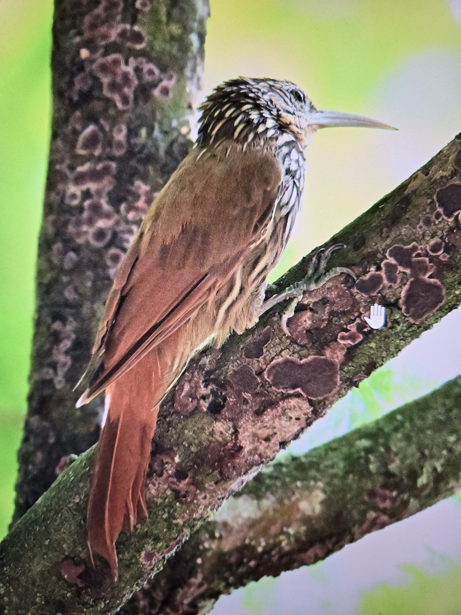 Streak-headed Woodcreeper - Lance Walker