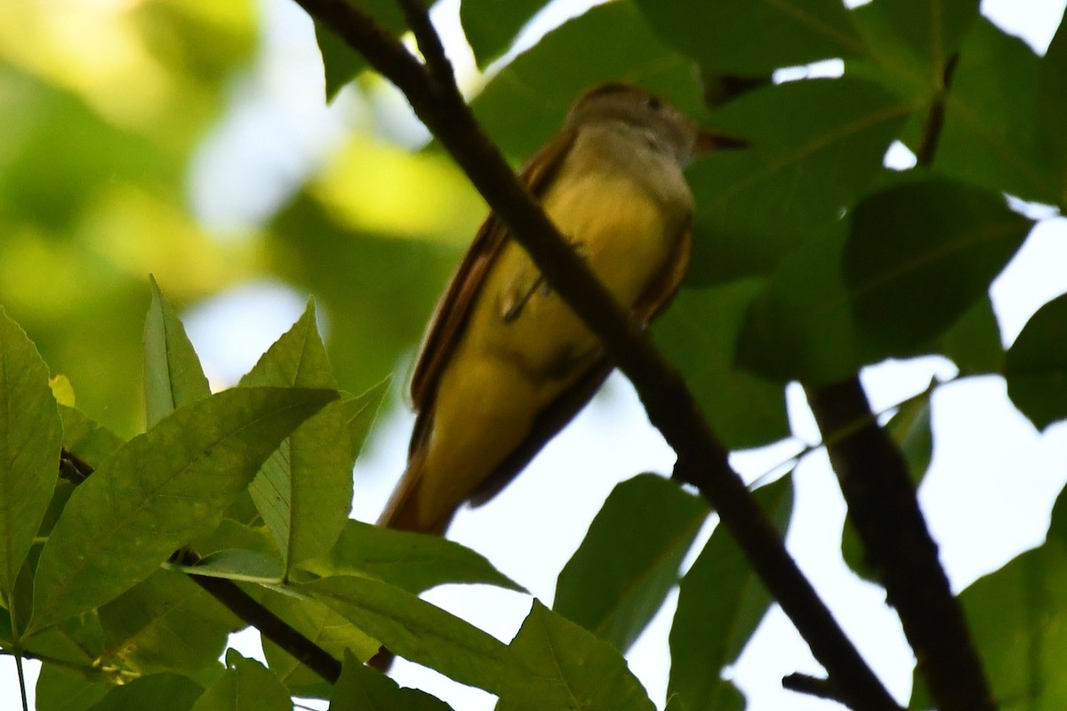 Great Crested Flycatcher - ML620322349