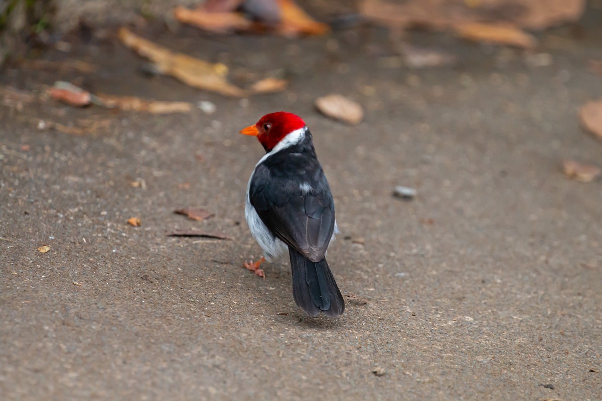 Yellow-billed Cardinal - ML620322353